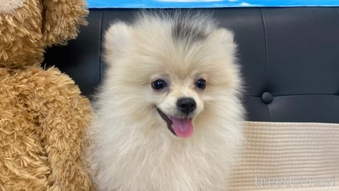 成約済の兵庫県のポメチワ:ポメラニアン×チワワ-323684の2枚目